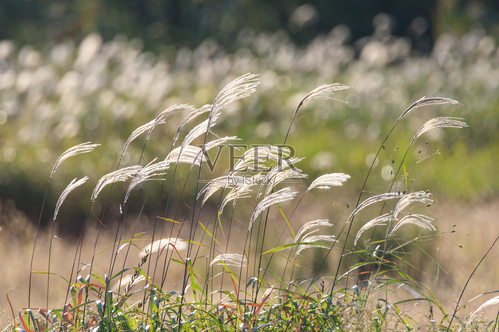 金色日落映照在随风摇曳的银色草地上照片摄影图片