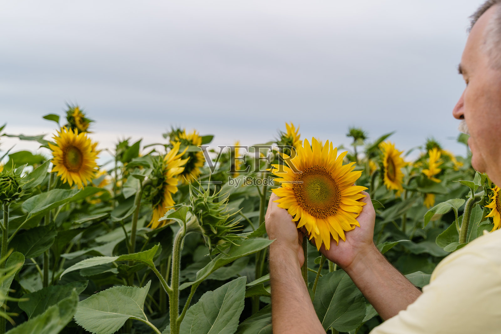 男人在田野里手持向日葵照片摄影图片