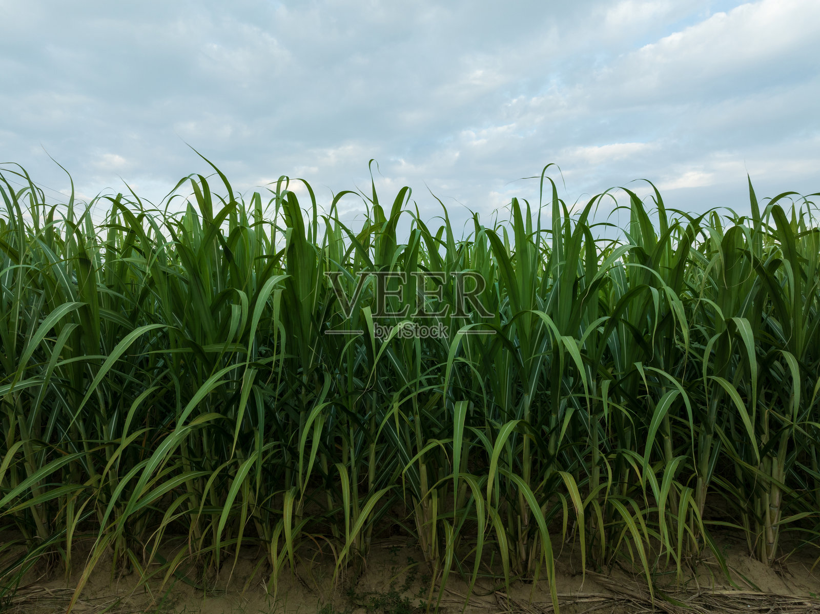 甘蔗植物在田野中生长照片摄影图片