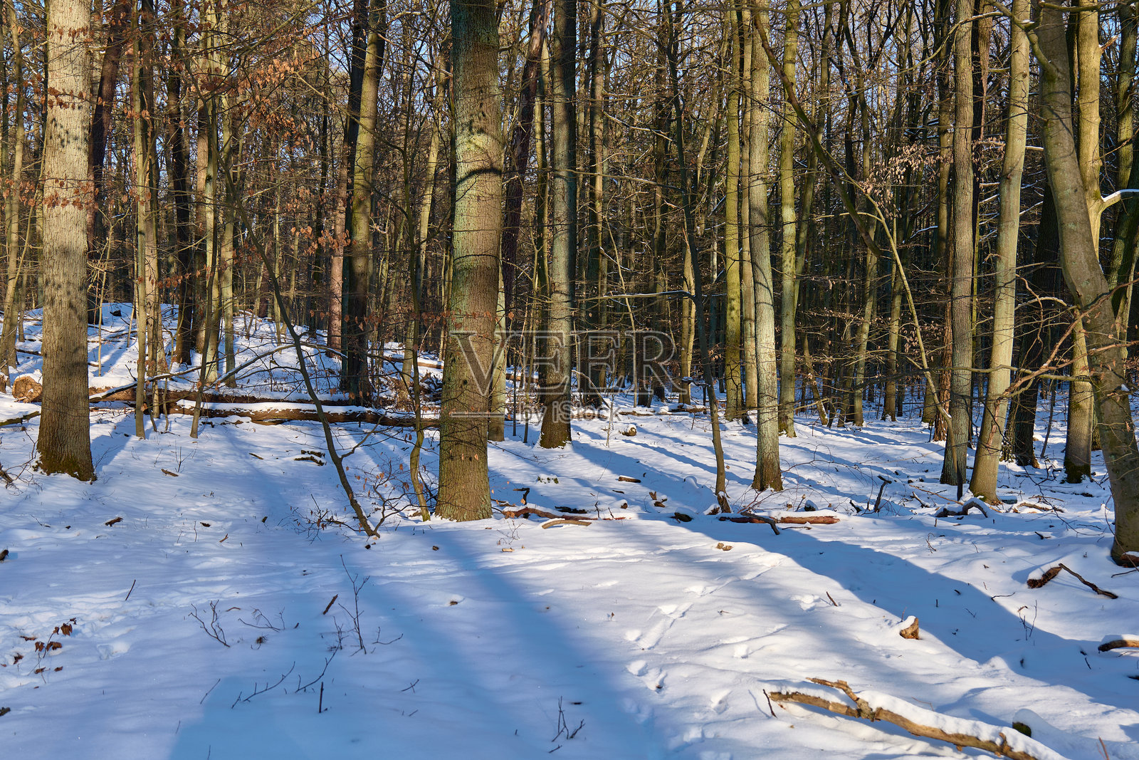 雪林 - 冬季风景照片摄影图片