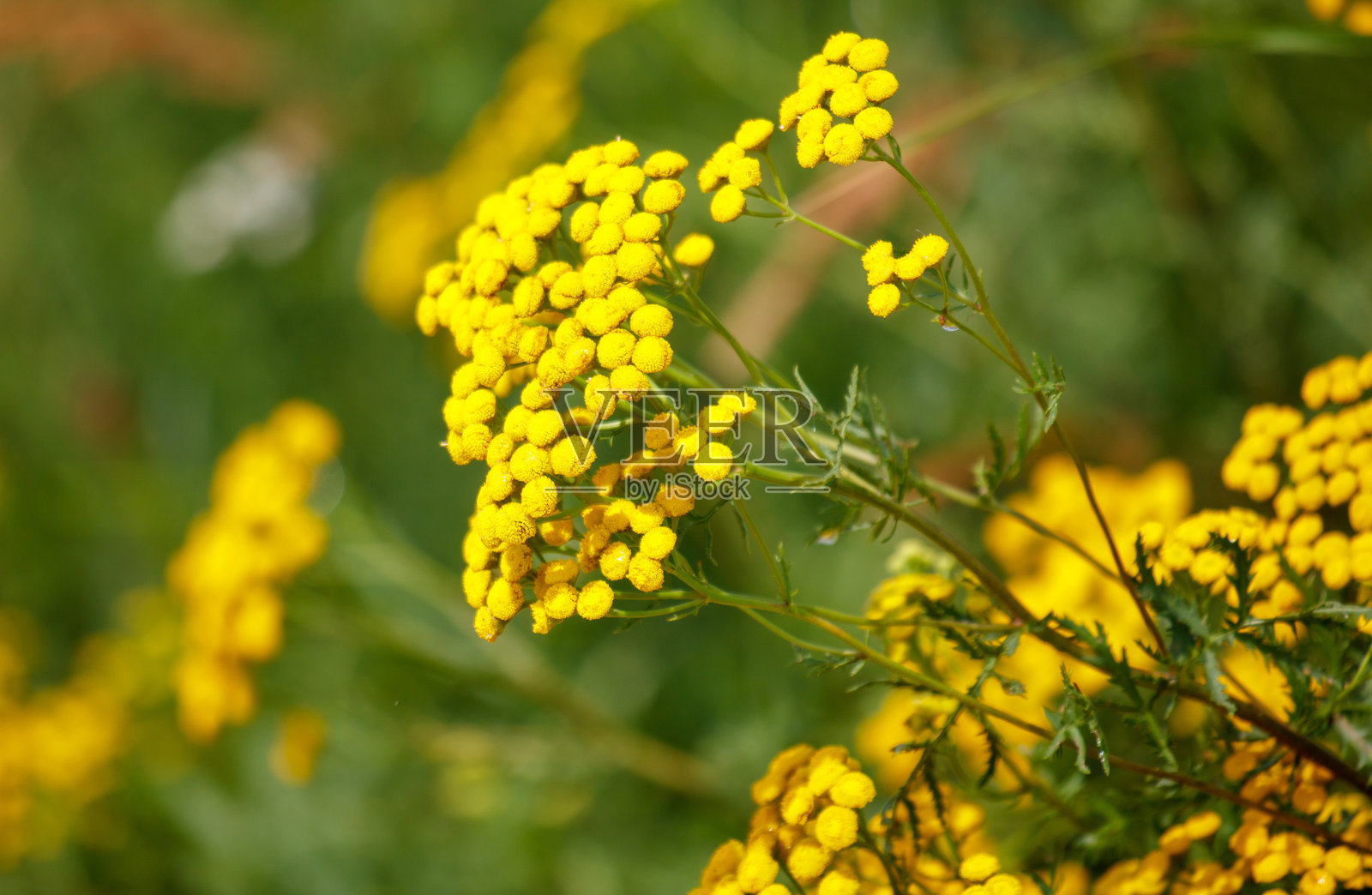 夏季草原植物上的小黄花照片摄影图片