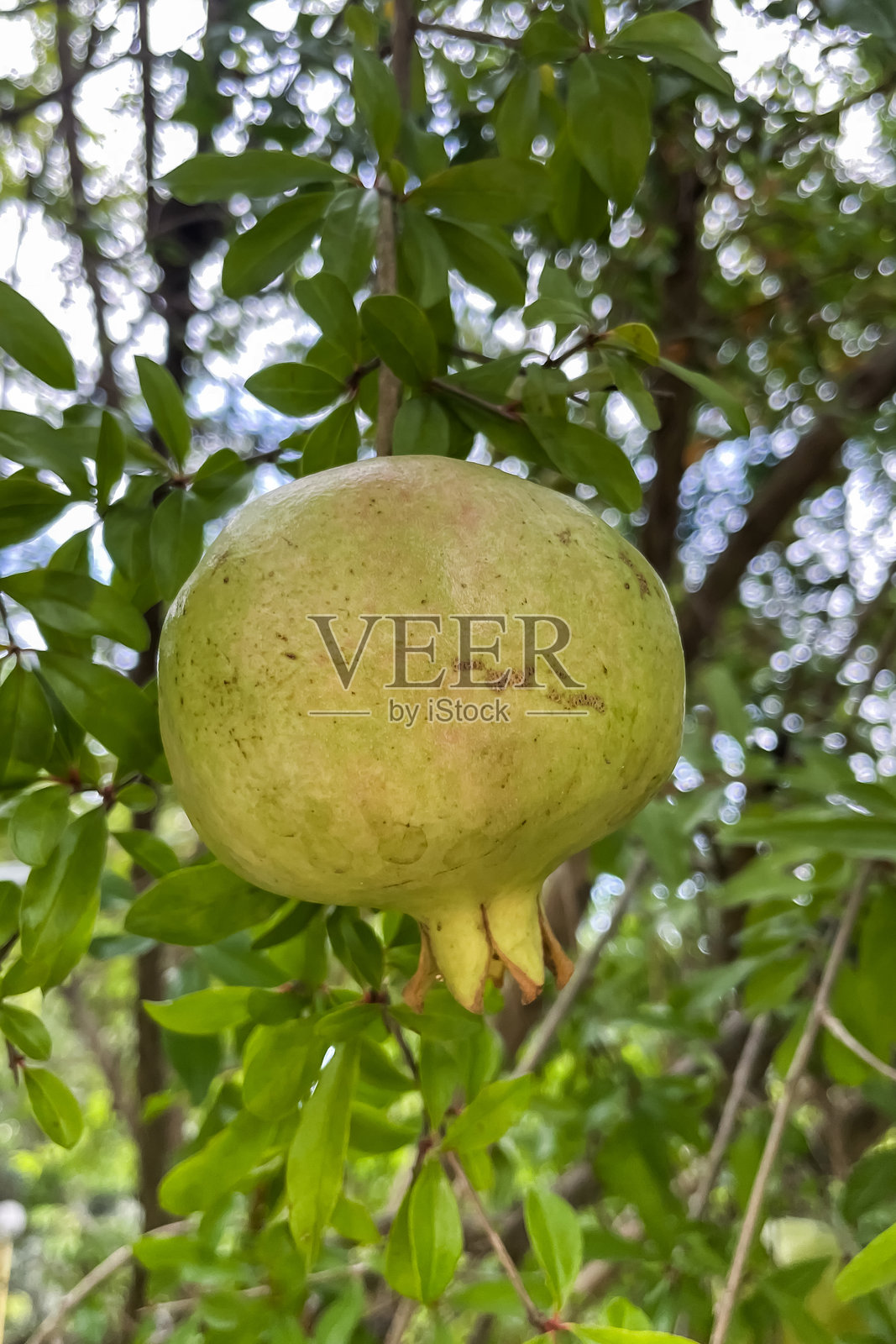 等待成熟的石榴。照片摄影图片