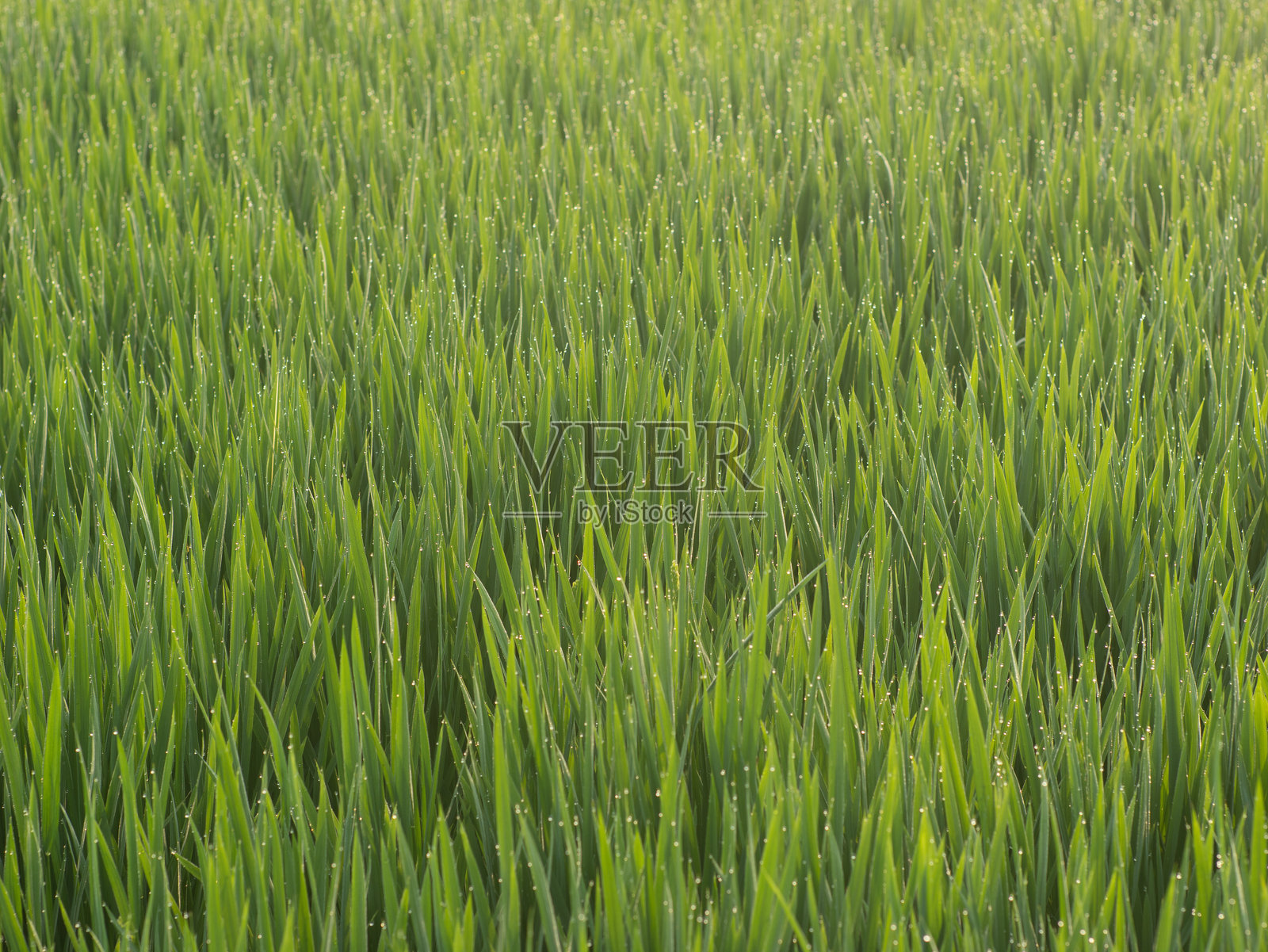 秋日阳光下的稻田风景与成熟的作物照片摄影图片