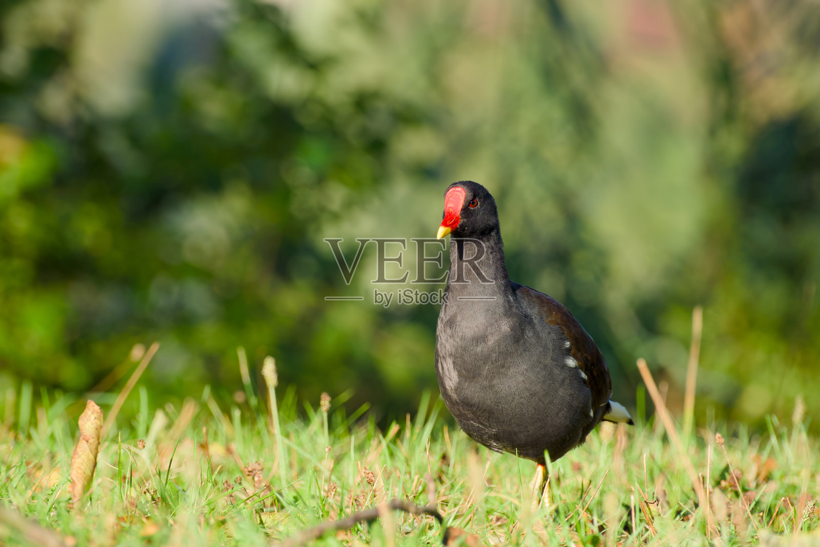 普通秧鸡特写照片摄影图片