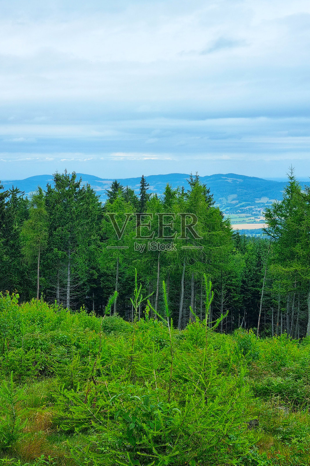 宁静的山地风景，郁郁葱葱的常绿森林和远处的丘陵照片摄影图片