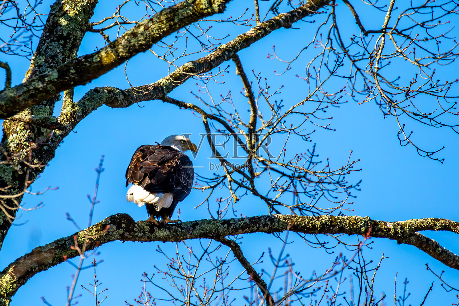 成年白头鹰（Haliaeetus leucocephalus）栖息在树上，背景是蓝天照片摄影图片