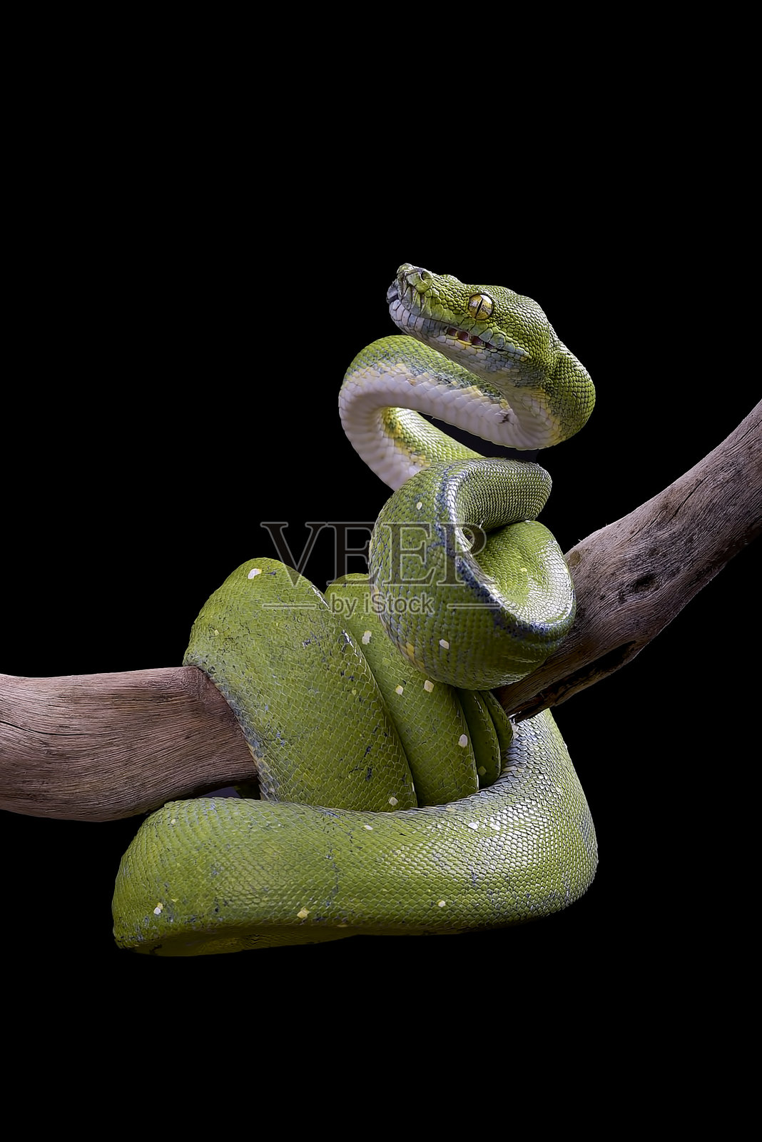 黑色背景下的绿树蟒照片摄影图片