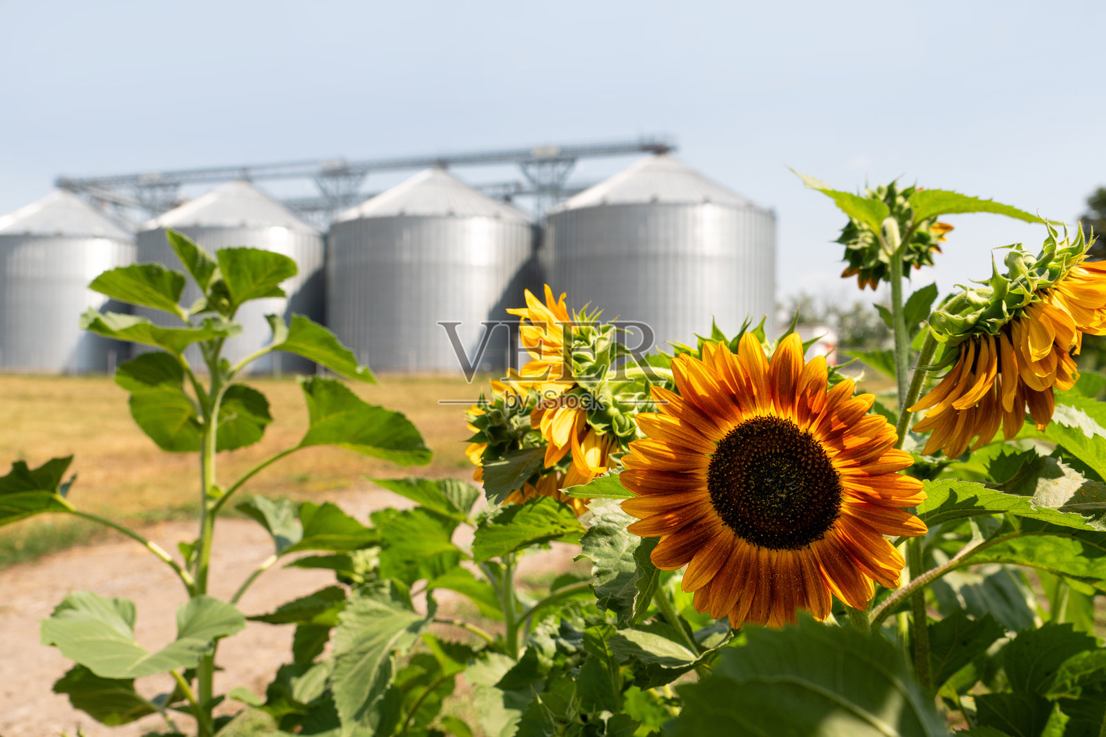 向日葵与农业筒仓、谷物升降机的背景，供谷物储存和干燥。照片摄影图片