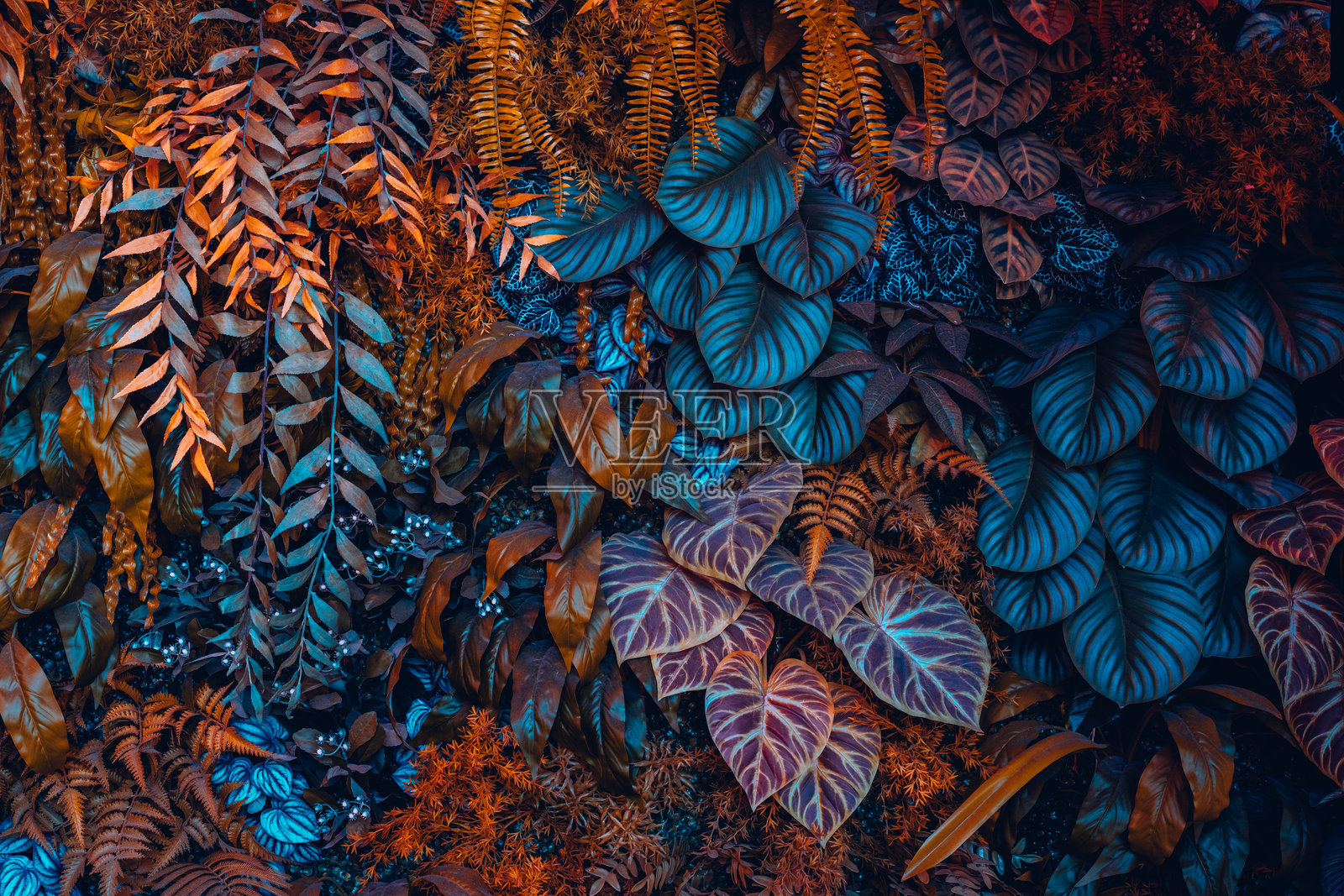 特写热带绿色叶子的纹理和抽象背景。热带叶子自然概念。照片摄影图片