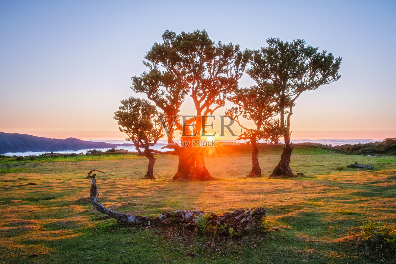 葡萄牙马德拉岛的法纳尔森林树木照片摄影图片