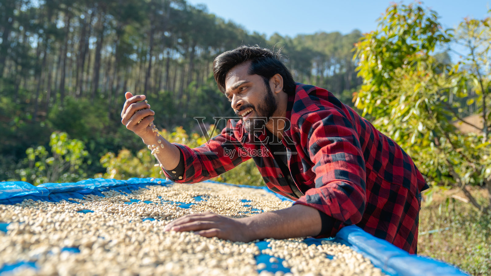 农民在咖啡种植园里将生咖啡豆在阳光下晾干。工人仔细检查咖啡豆以确保高质量。照片摄影图片