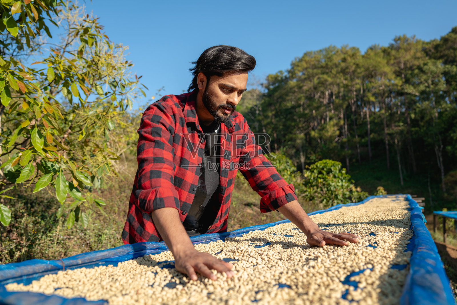 农民在咖啡种植园里将生咖啡豆在阳光下晾干。工人仔细检查咖啡豆以确保高质量。照片摄影图片