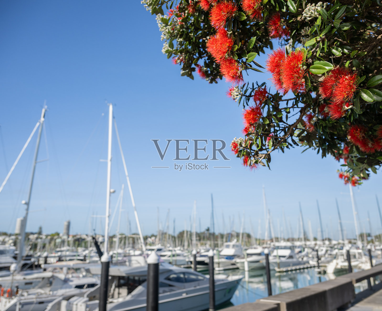 盛开的波胡图卡瓦树。前景中是无法辨认的游艇。照片摄影图片