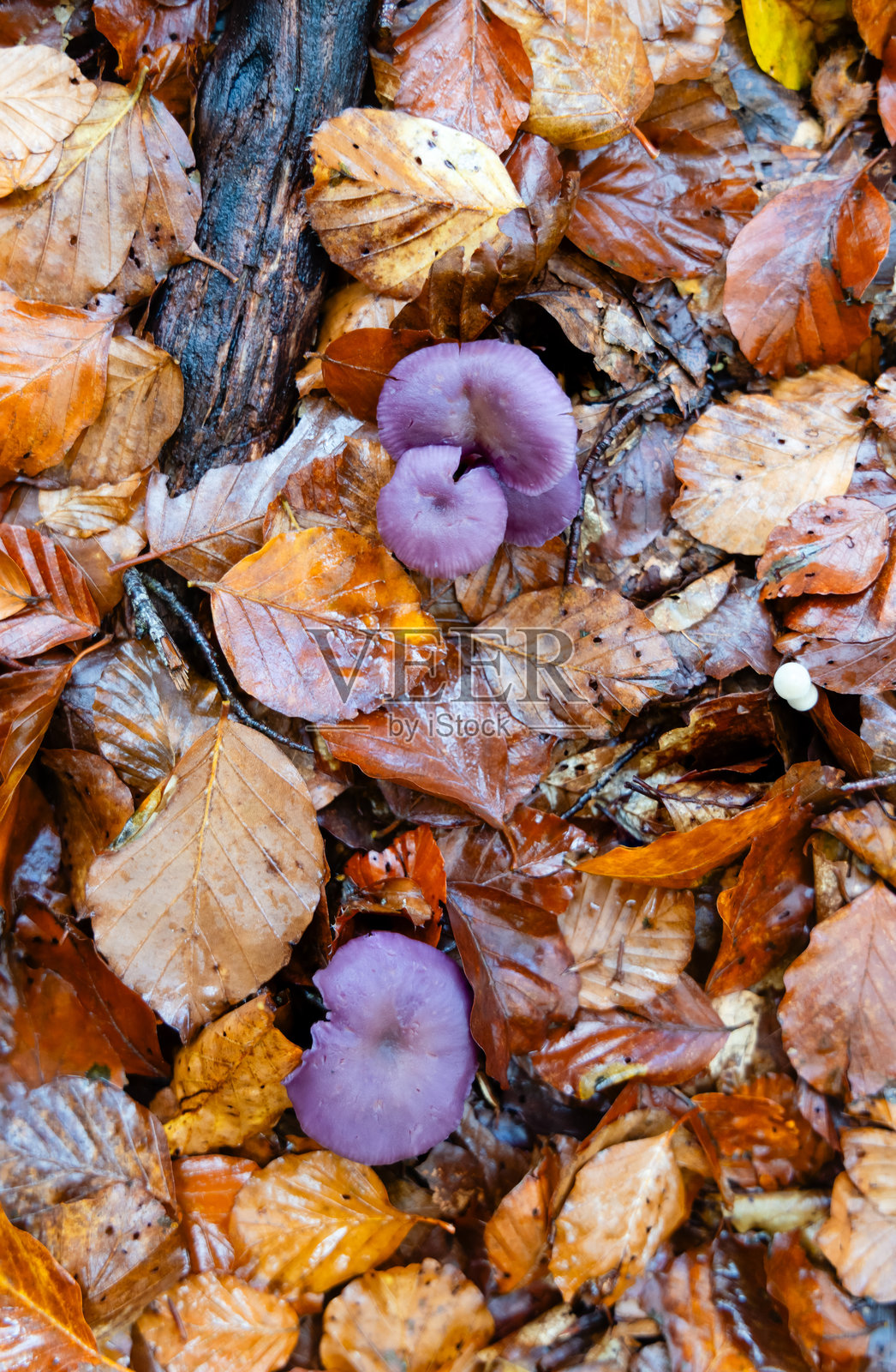 佩德罗萨自然保护区，秋季的山毛榉森林与雾气照片摄影图片