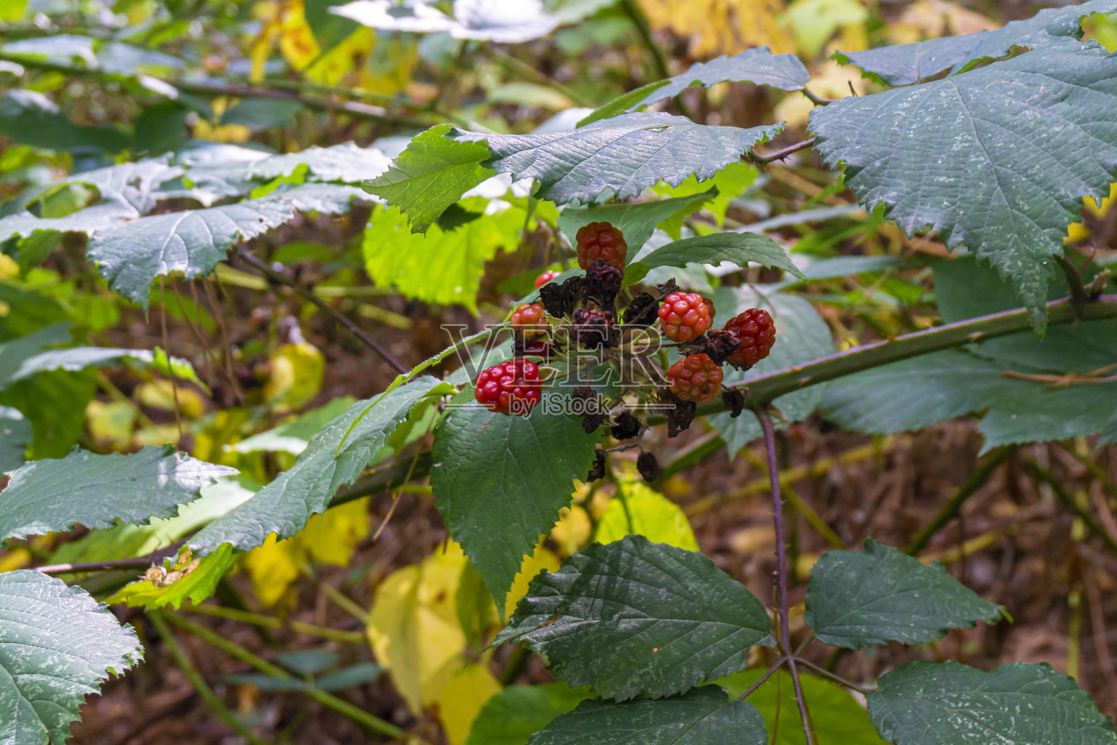 森林中带刺灌木丛中的红色黑莓与叶子相伴照片摄影图片
