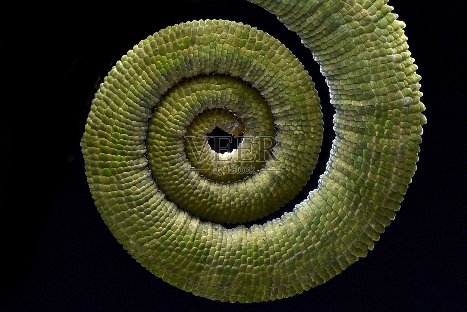 黑色背景上的雌性费舍尔变色龙照片摄影图片