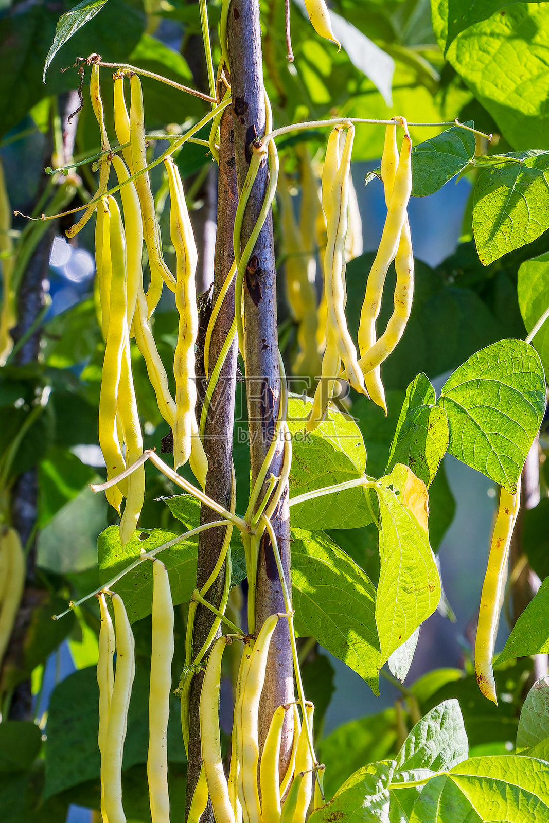 豇豆。豆荚在植物上。收获照片摄影图片