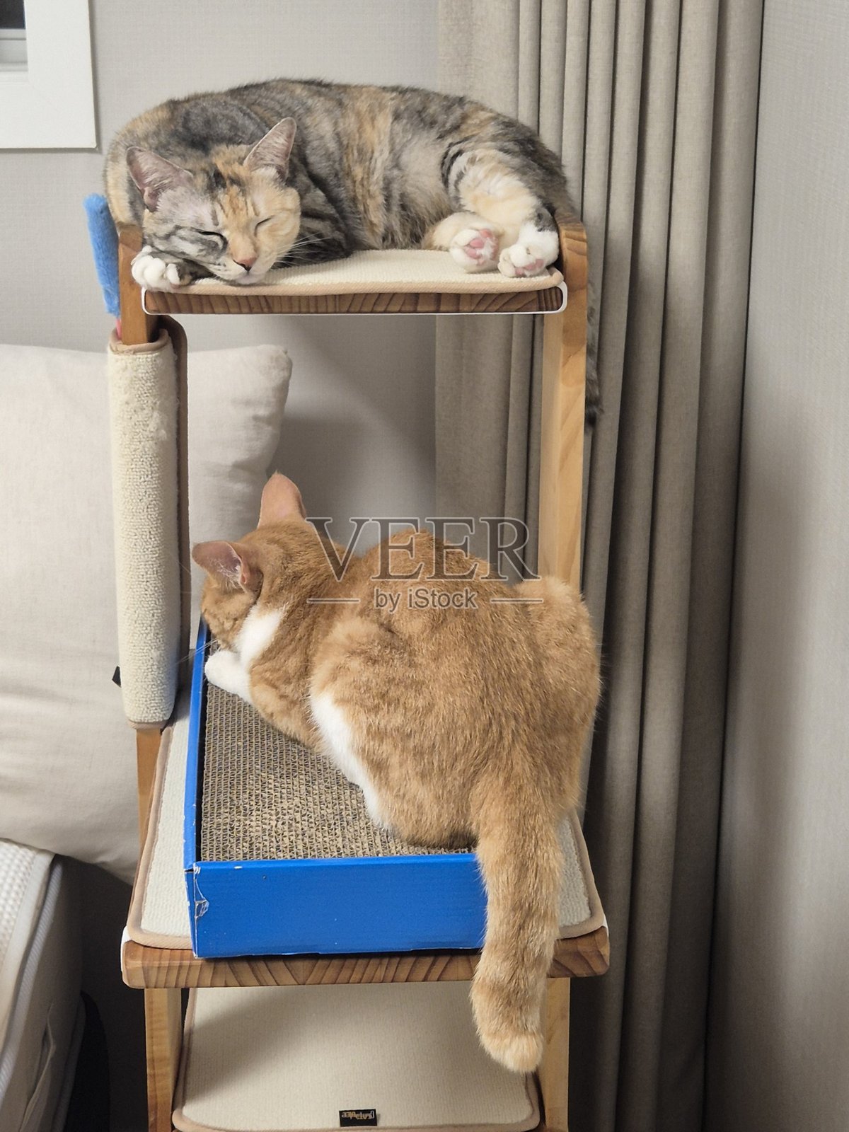 一只拥有光滑毛发和顽皮性格的印尼家猫，悠闲地躺在阳光明媚的地方。非常适合宠物摄影，展示当地猫咪在家中的魅力与美丽。照片摄影图片