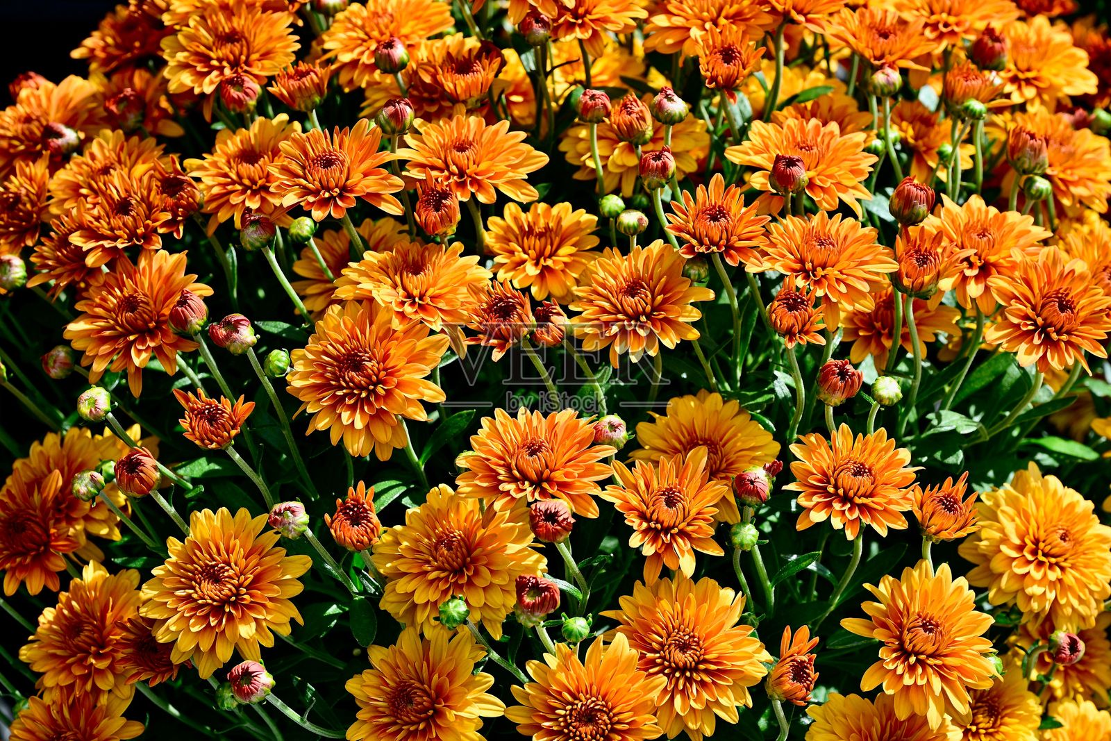 橙色菊花 '汉娜橙' 花朵照片摄影图片