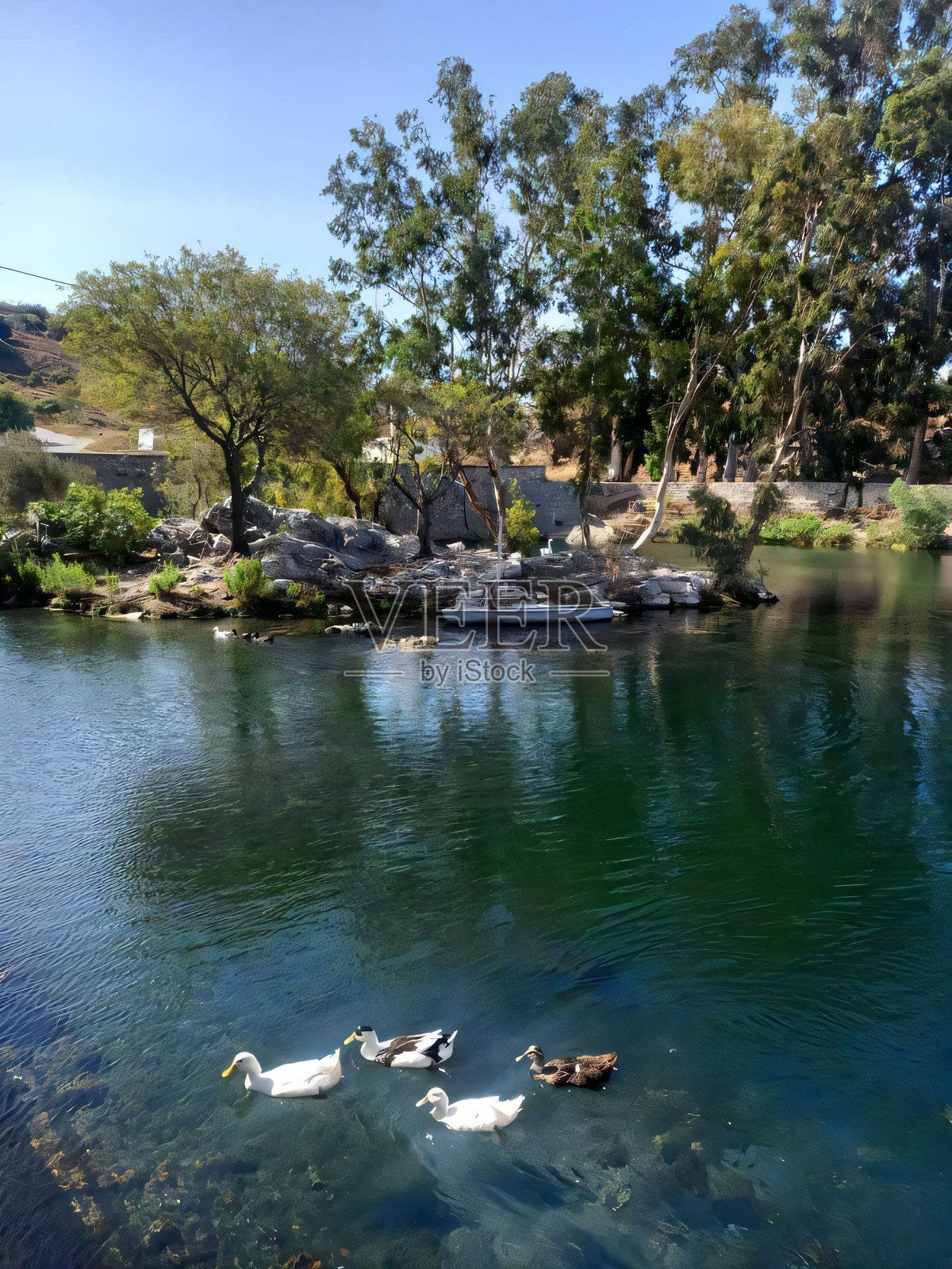 宁静的池塘下有树木和鸭子照片摄影图片