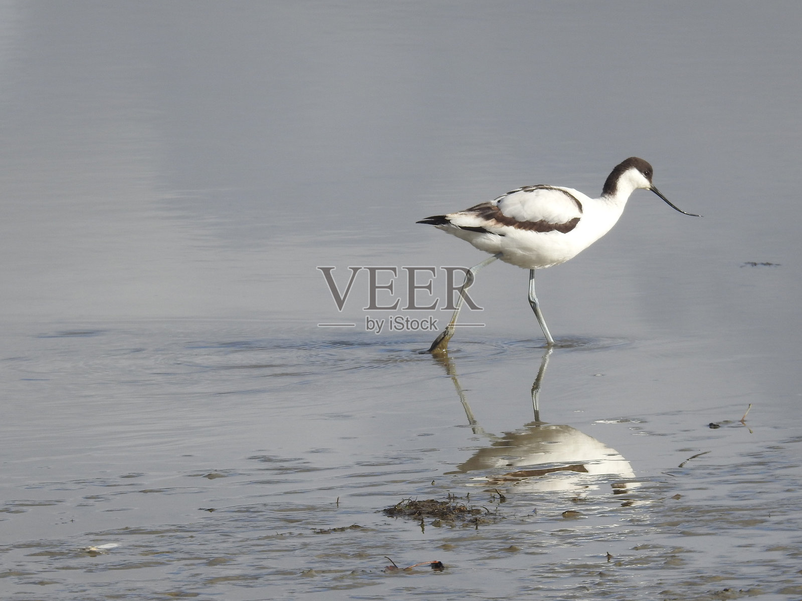 在浅水中行走的鸻鹬照片摄影图片