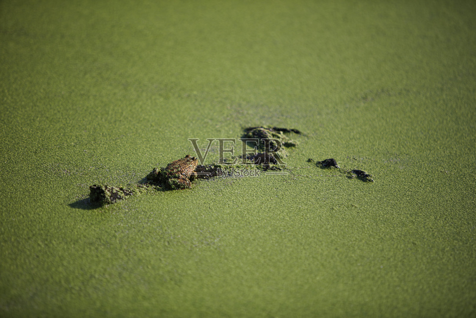 绿色青蛙照片摄影图片