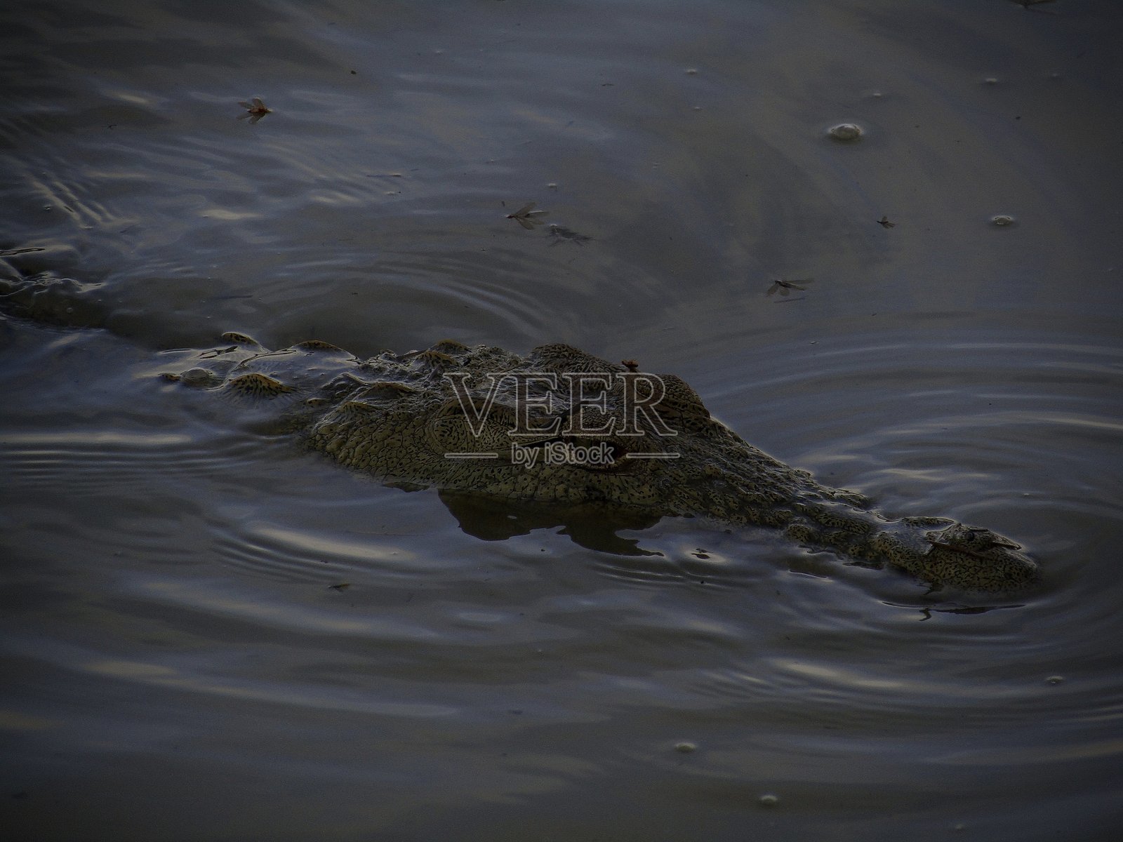 鳄鱼特写照片摄影图片