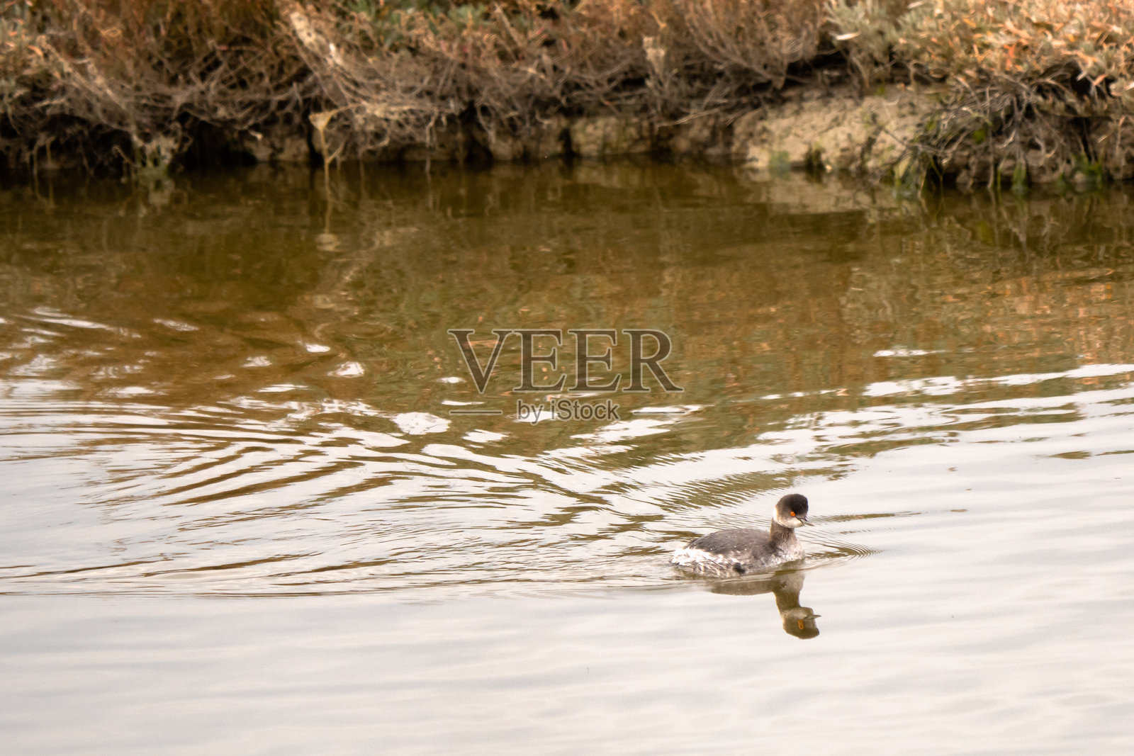 意大利托斯卡纳格罗斯托城卡斯蒂廖内·德拉·佩斯卡伊亚，马雷马·迪亚恰·博特罗纳，黑颈鸊鷉照片摄影图片