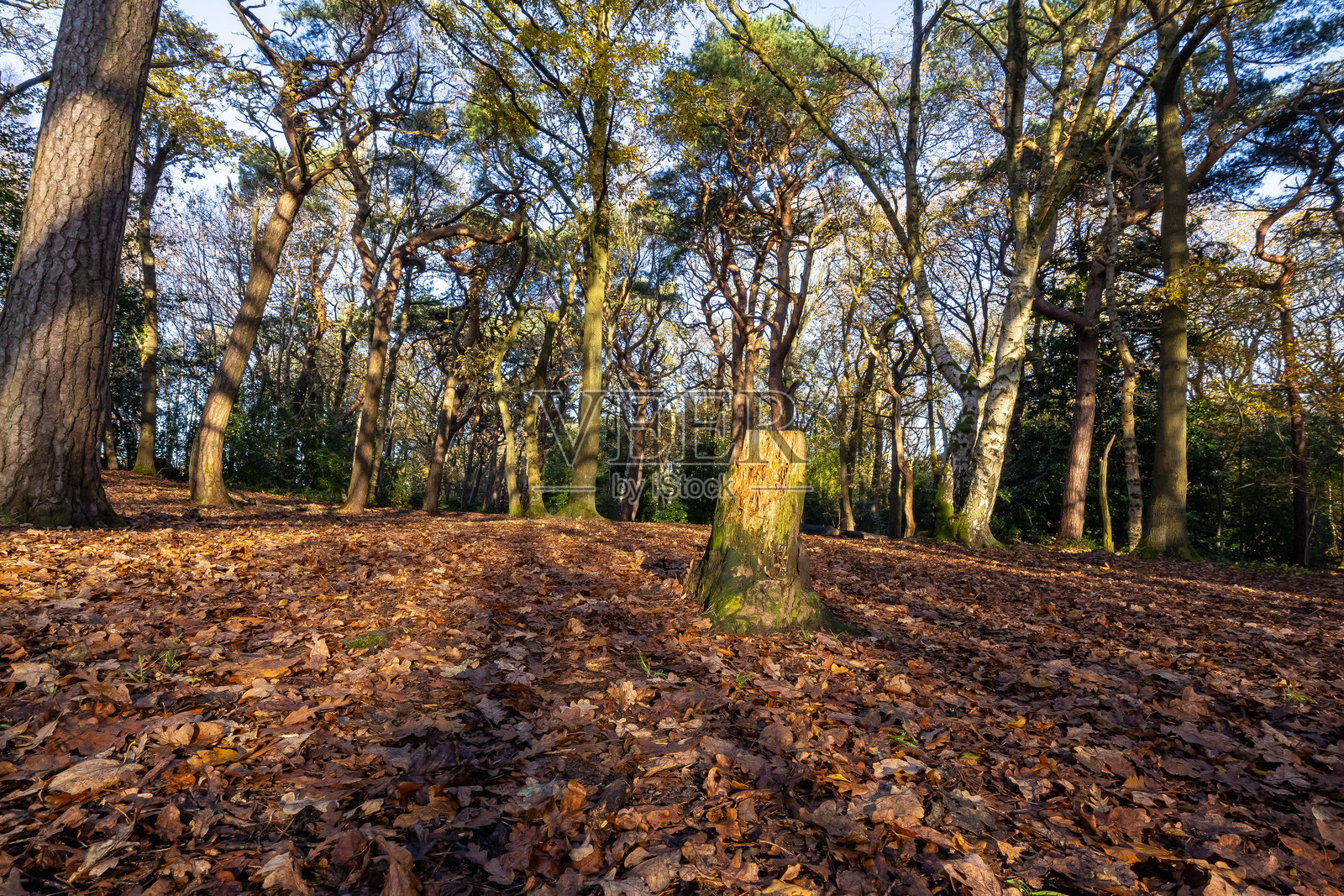 秋天的树林中阳光透过树木，位于英格兰梅西塞德郡的威勒尔照片摄影图片
