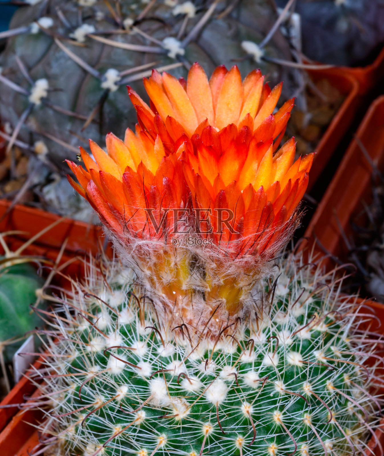 Parodia sp. - 盛开的粉色花朵仙人掌，来自植物收藏照片摄影图片