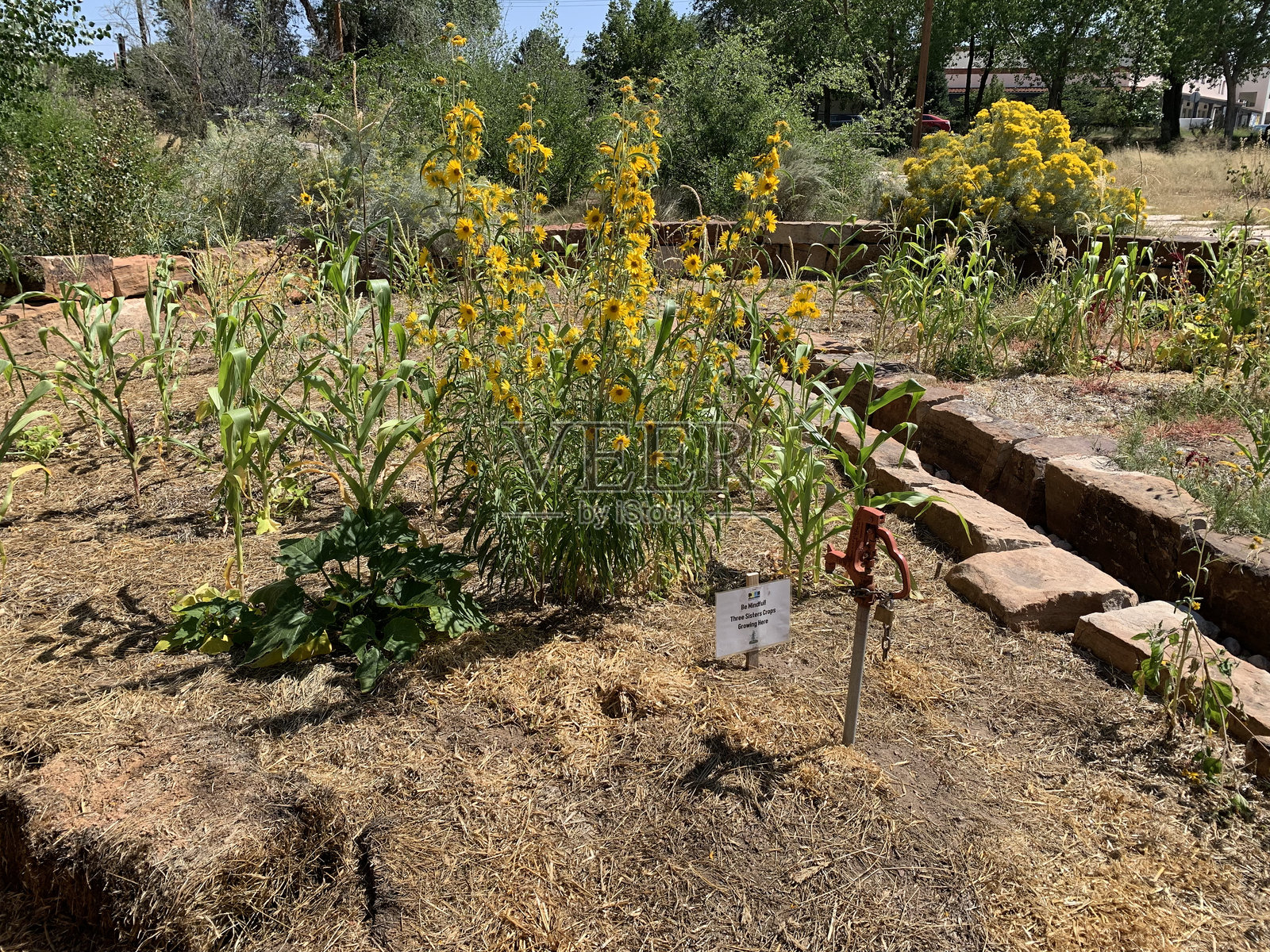 开花的花园地块照片摄影图片