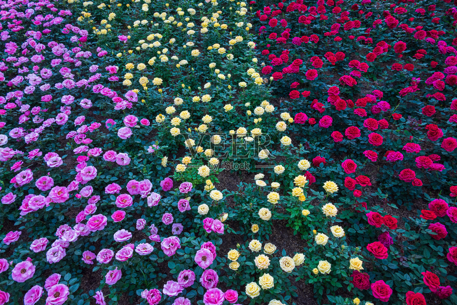 粉色、黄色和红色玫瑰灌木混合在花展中生长的田野里照片摄影图片