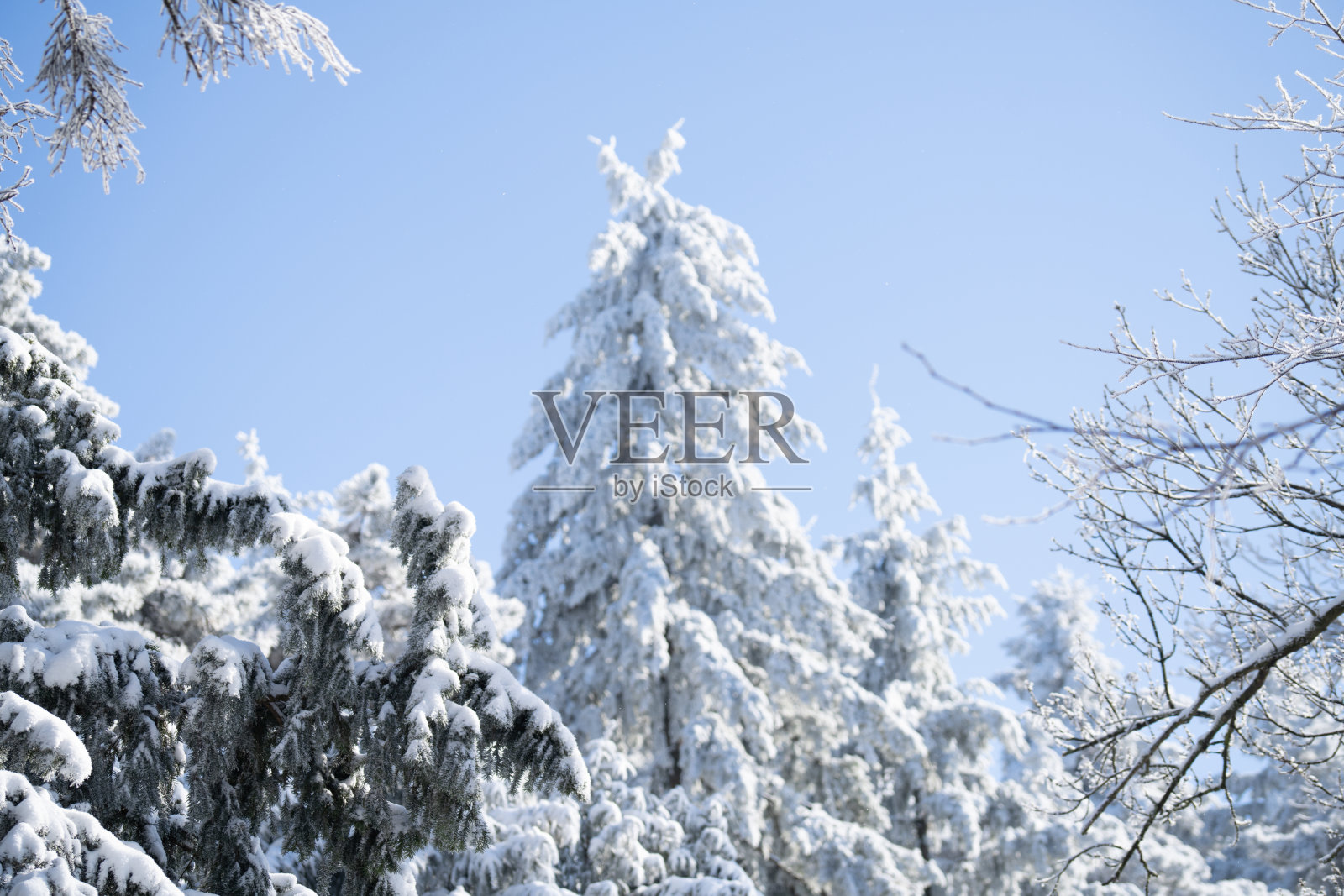 冬季山林中被雪覆盖的松树枝条。冬季自然风光。照片摄影图片