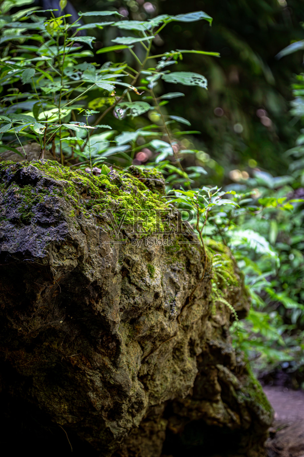 覆盖着苔藓和绿色植物的岩石照片摄影图片