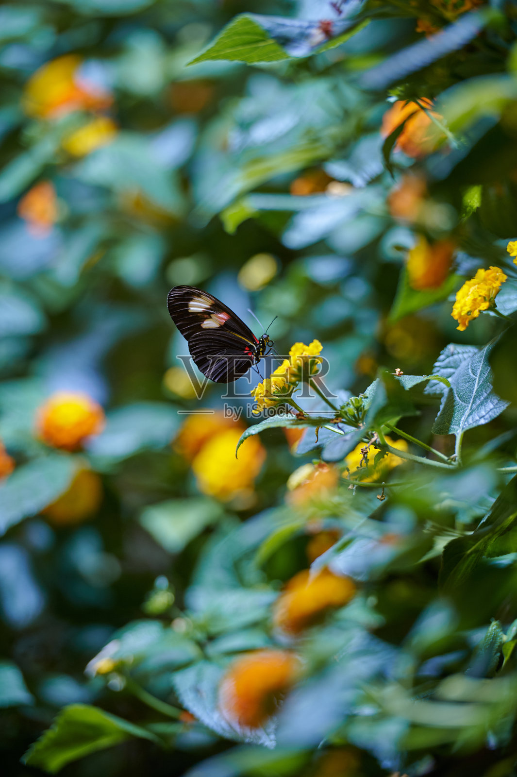 黑色蝴蝶停在郁郁葱葱的花园中的黄色花朵上照片摄影图片