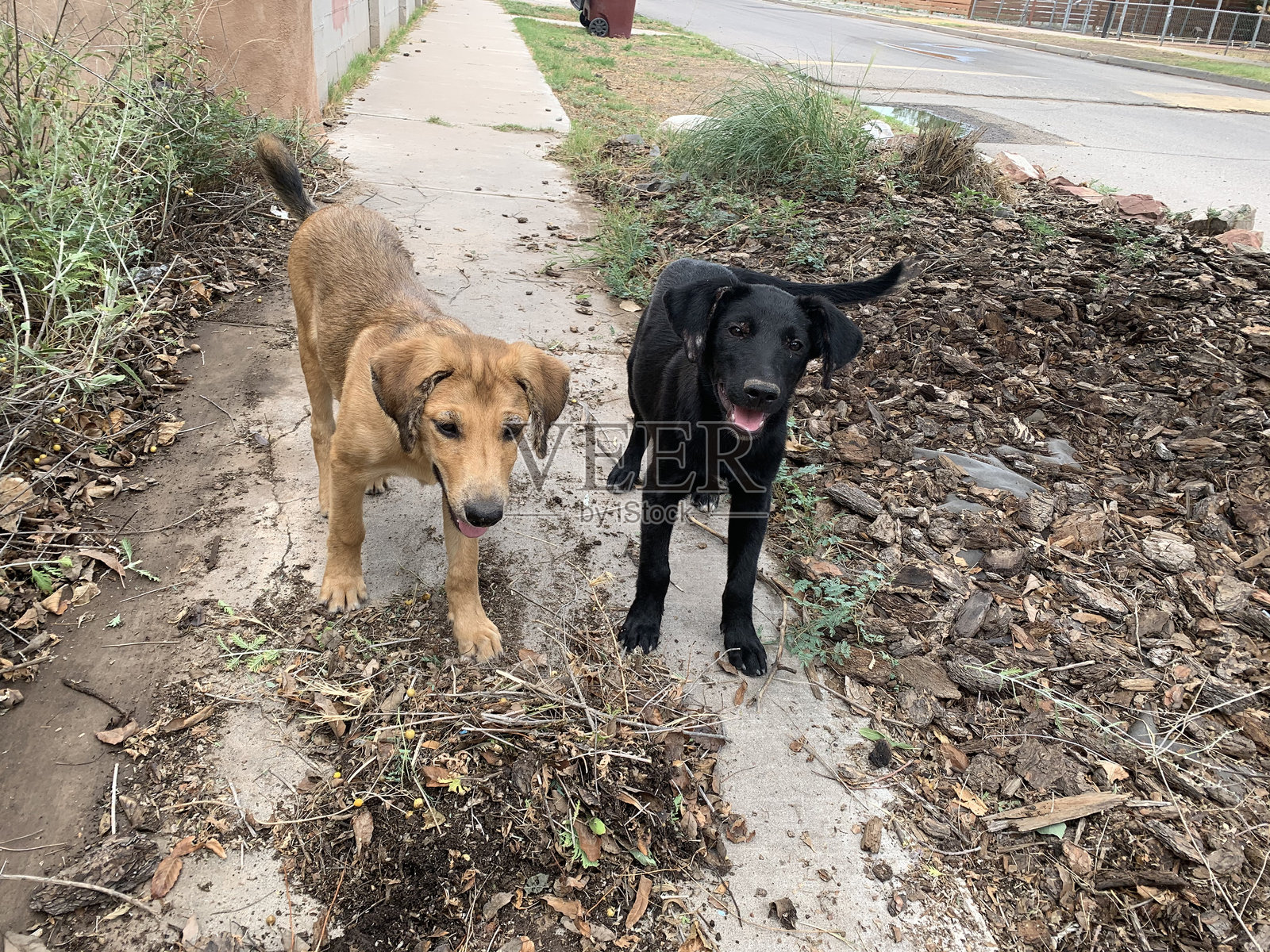 顽皮的小狗照片摄影图片