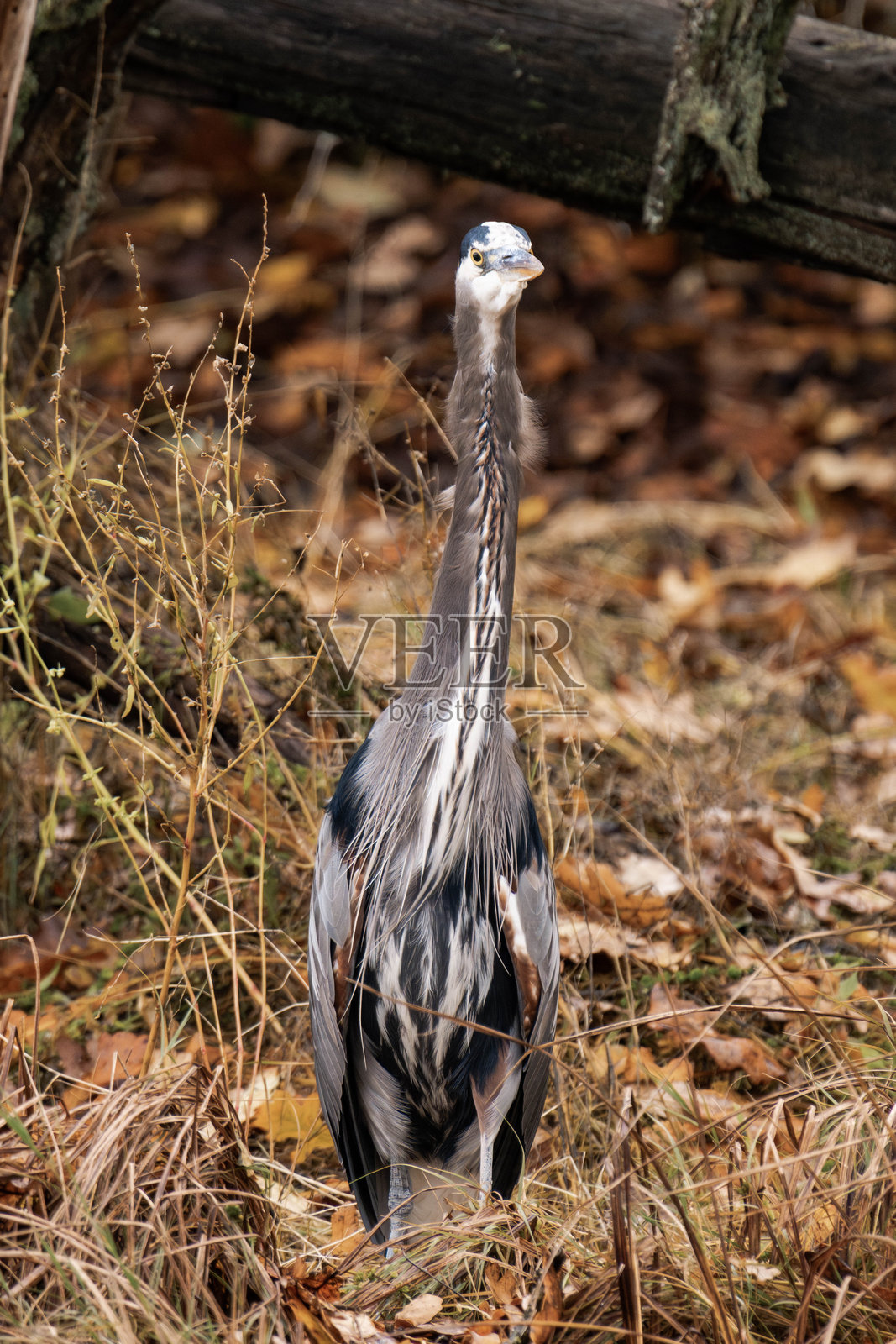 大蓝鹭站在河边，周围是秋天的落叶照片摄影图片
