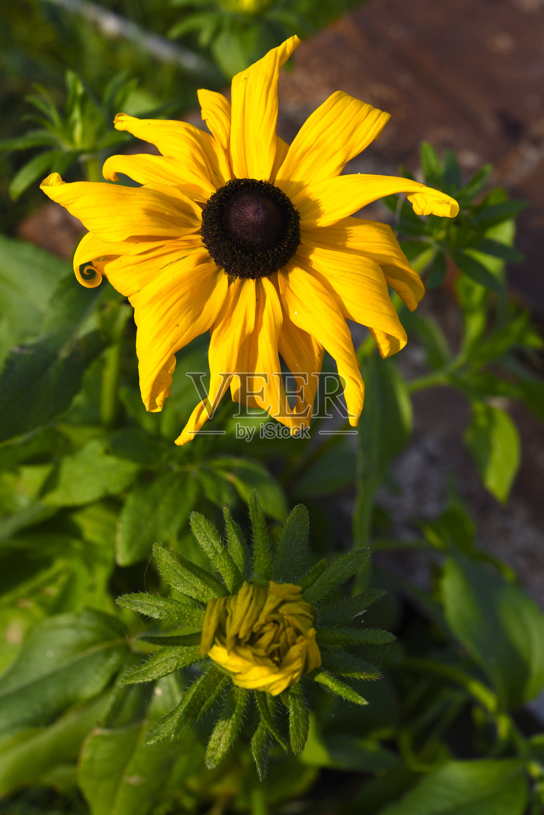 多彩背景上的黄色花朵。裂叶黑心菊。花园中的鲜艳花朵。照片摄影图片