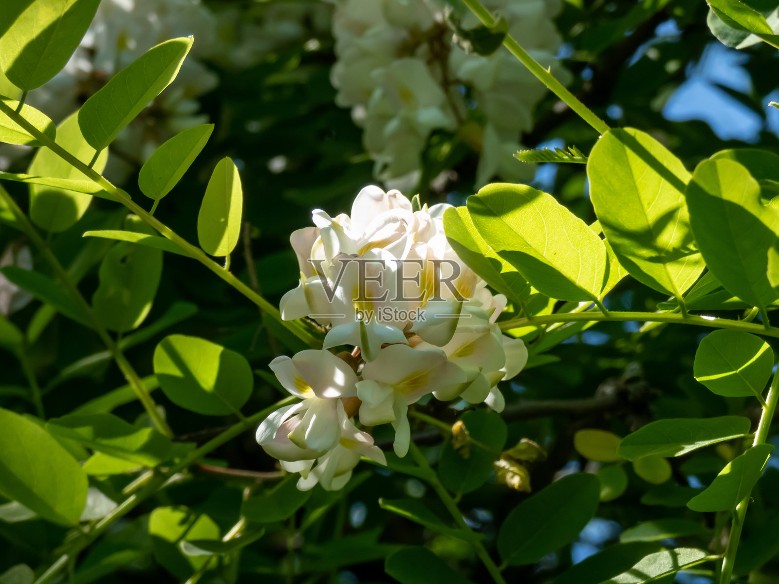 黑槐（假刺槐）树的花朵在夏季明亮的阳光下以松散下垂的簇状排列。照片摄影图片