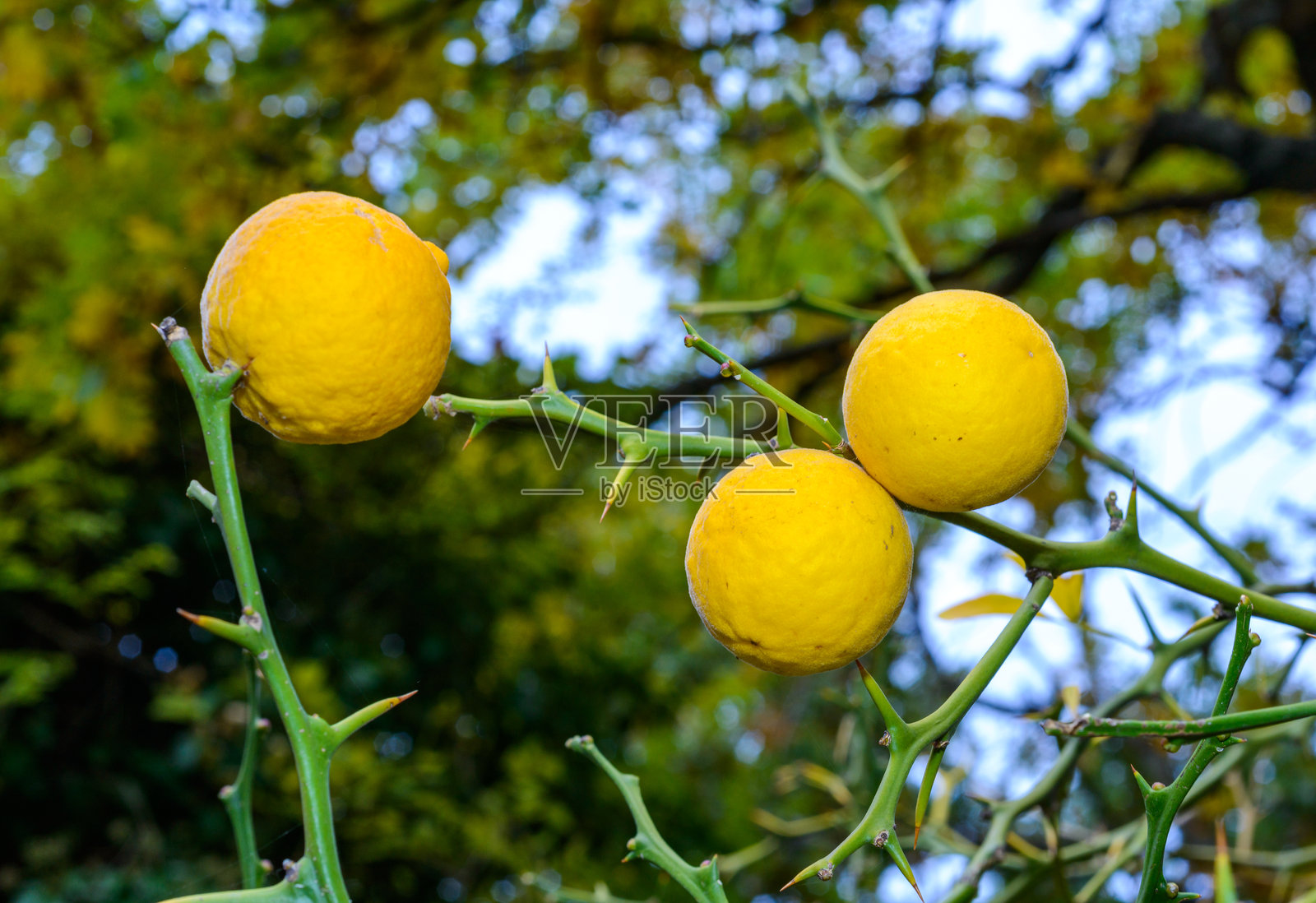 三叶橙，黄可食用果实，内部有种子，背景是蓝天的花园照片摄影图片