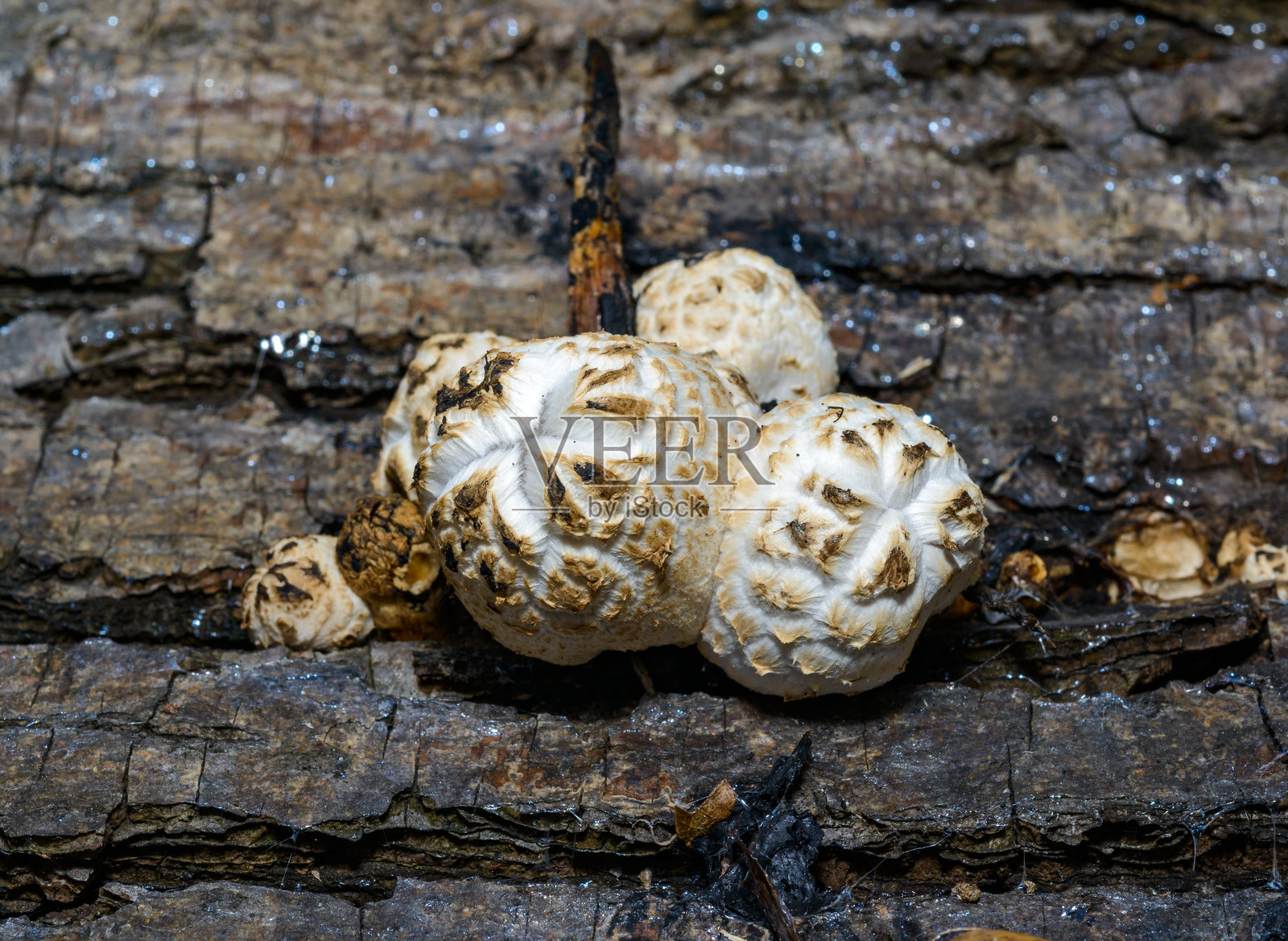Coprinus sp. - 乌克兰花园中一棵老腐烂树干上的不可食用木质屎壳郎种类照片摄影图片