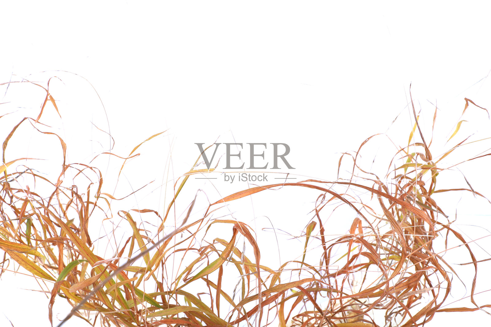 秋天的草在白色背景上孤立。照片摄影图片