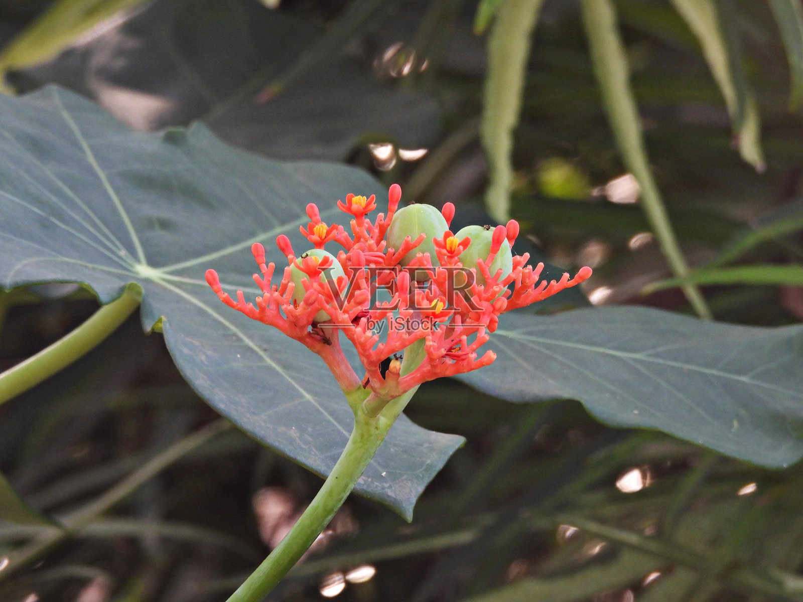 佛肚树 (Jatropha podagrica)照片摄影图片