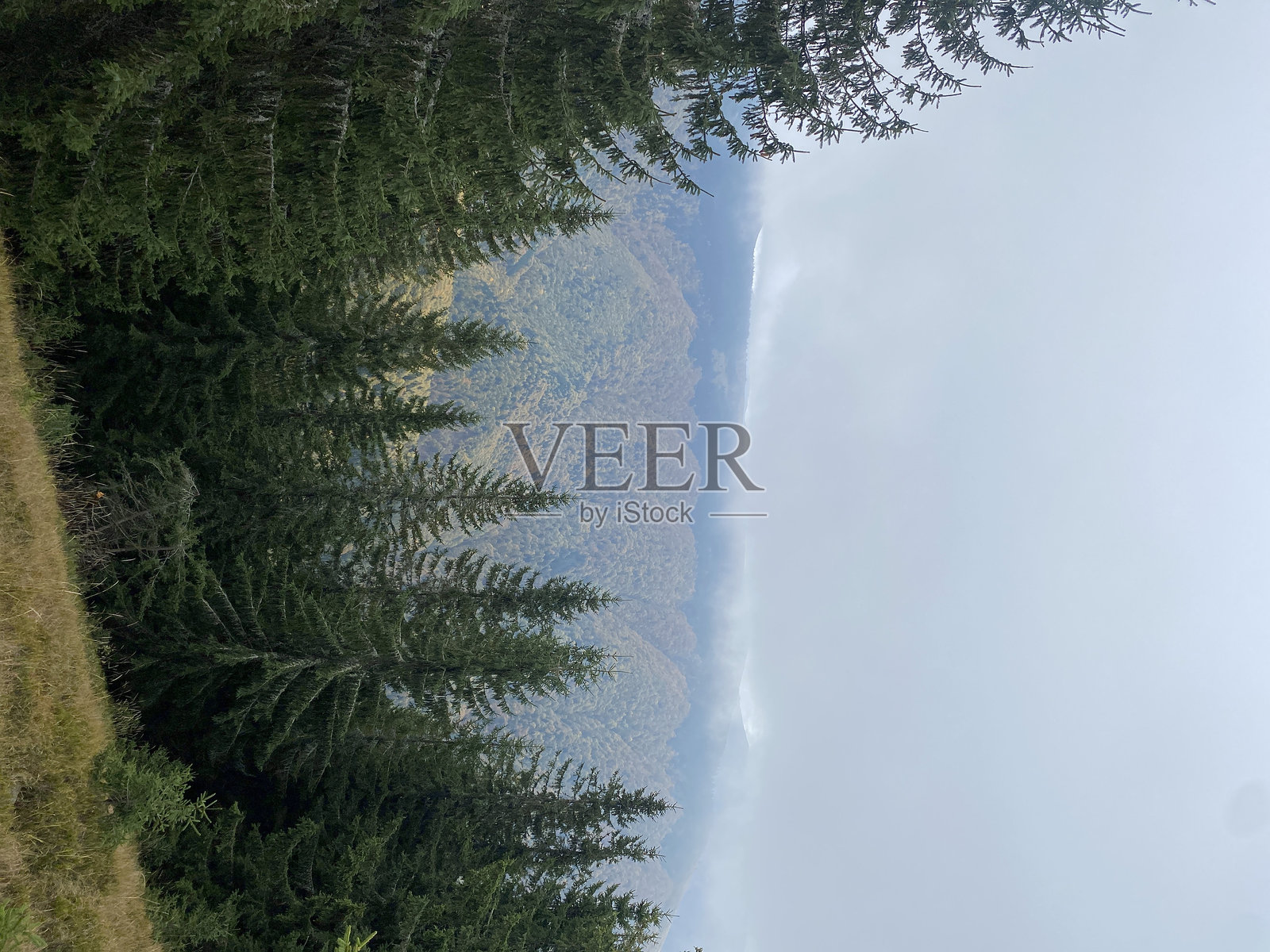 山中森林中的雾气照片摄影图片