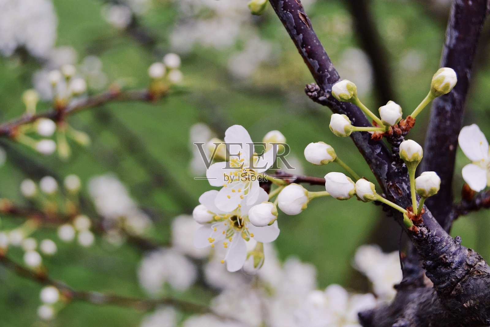 白色花朵照片摄影图片