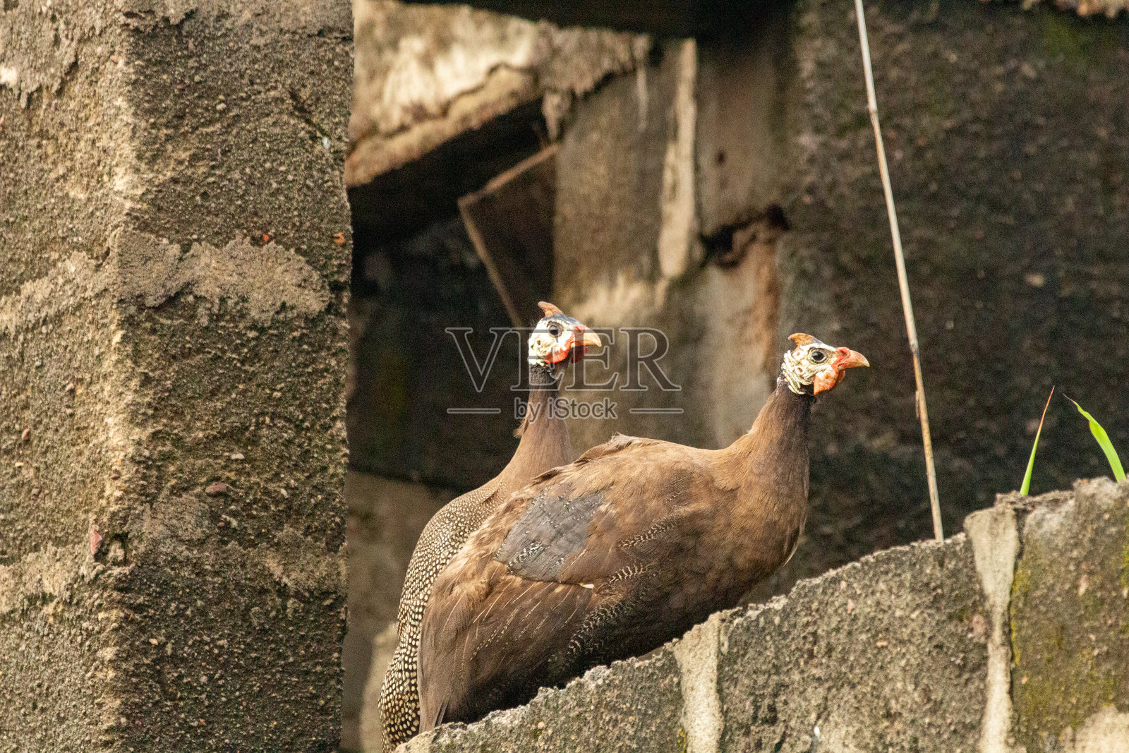 头盔珍珠鸡，Numida meleagris 一对，尼日利亚照片摄影图片