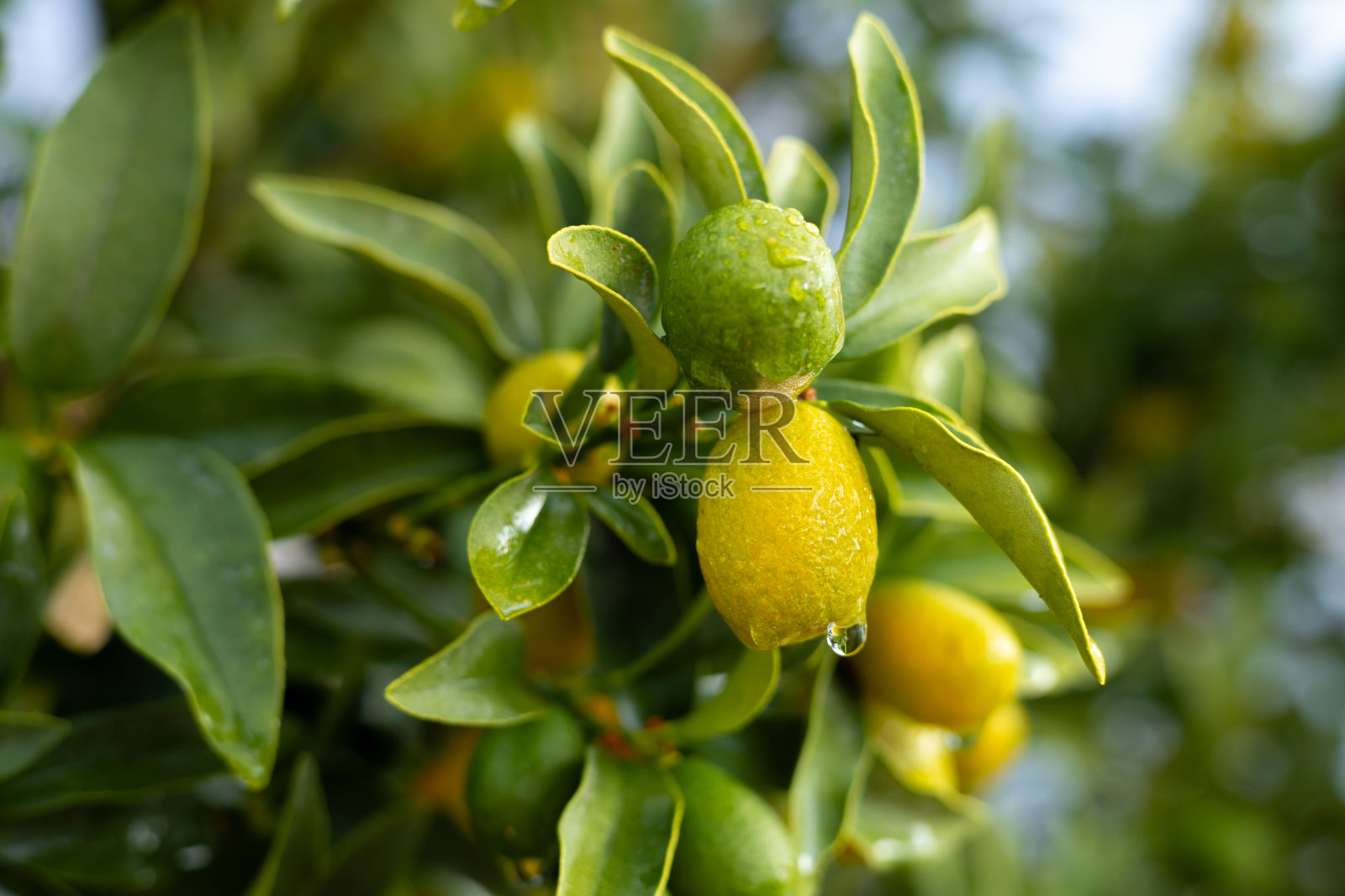 在阴天的宁静水域旁，灌木上长满了柑橘类水果照片摄影图片