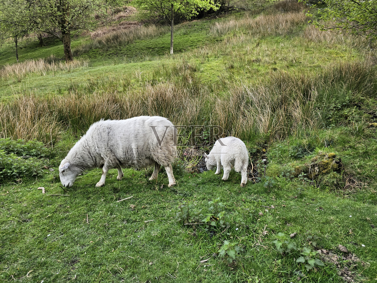 威尔士照片摄影图片