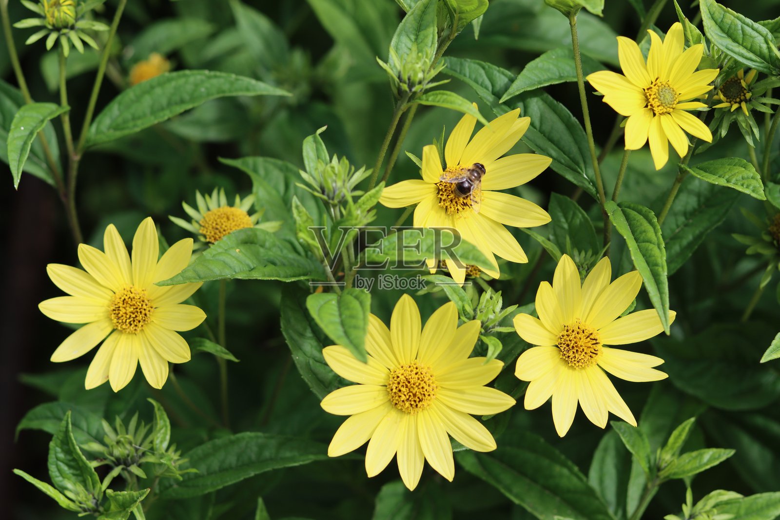 花园中的黄色向日葵 '柠檬女王'照片摄影图片