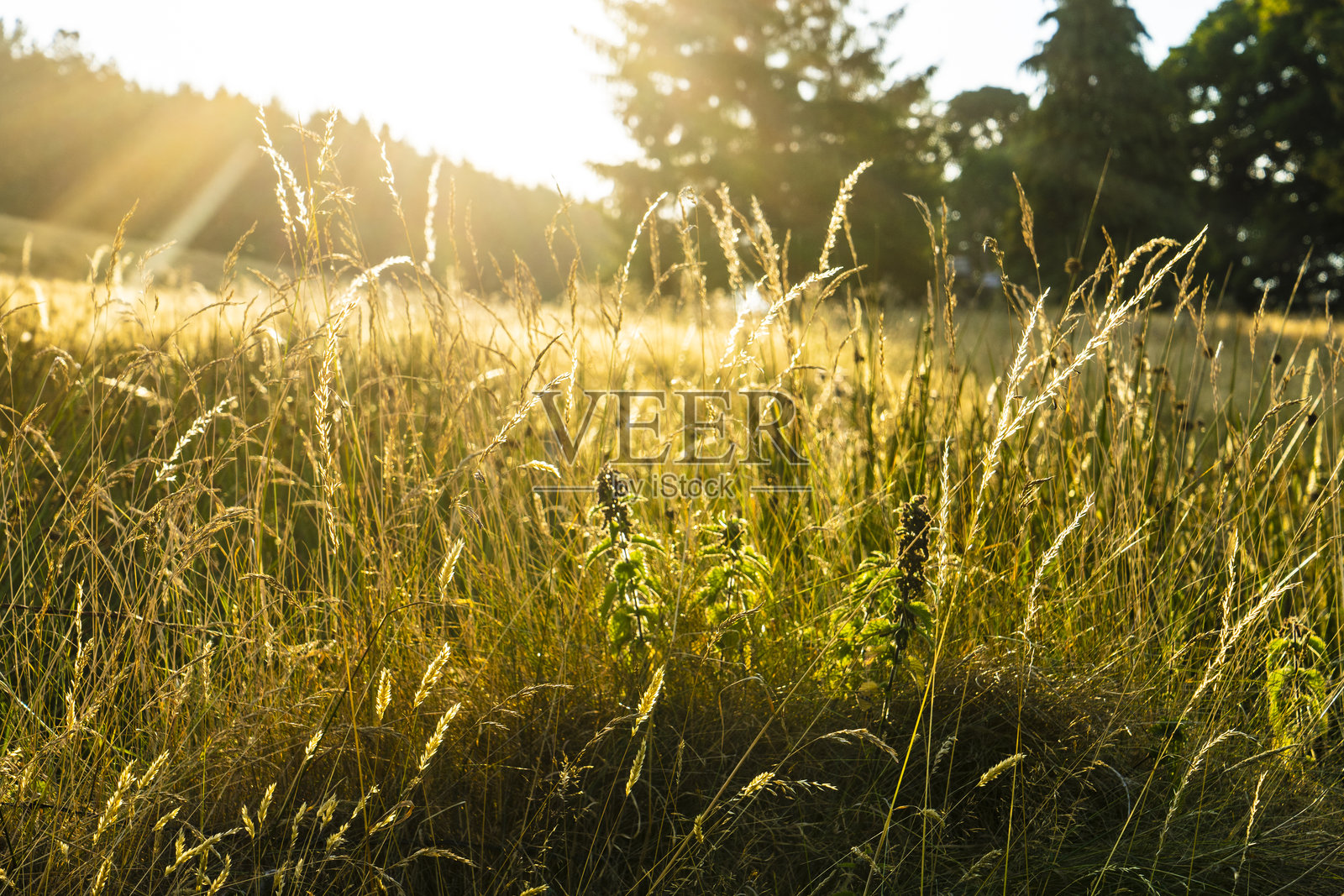 阳光下的草叶与光晕照片摄影图片